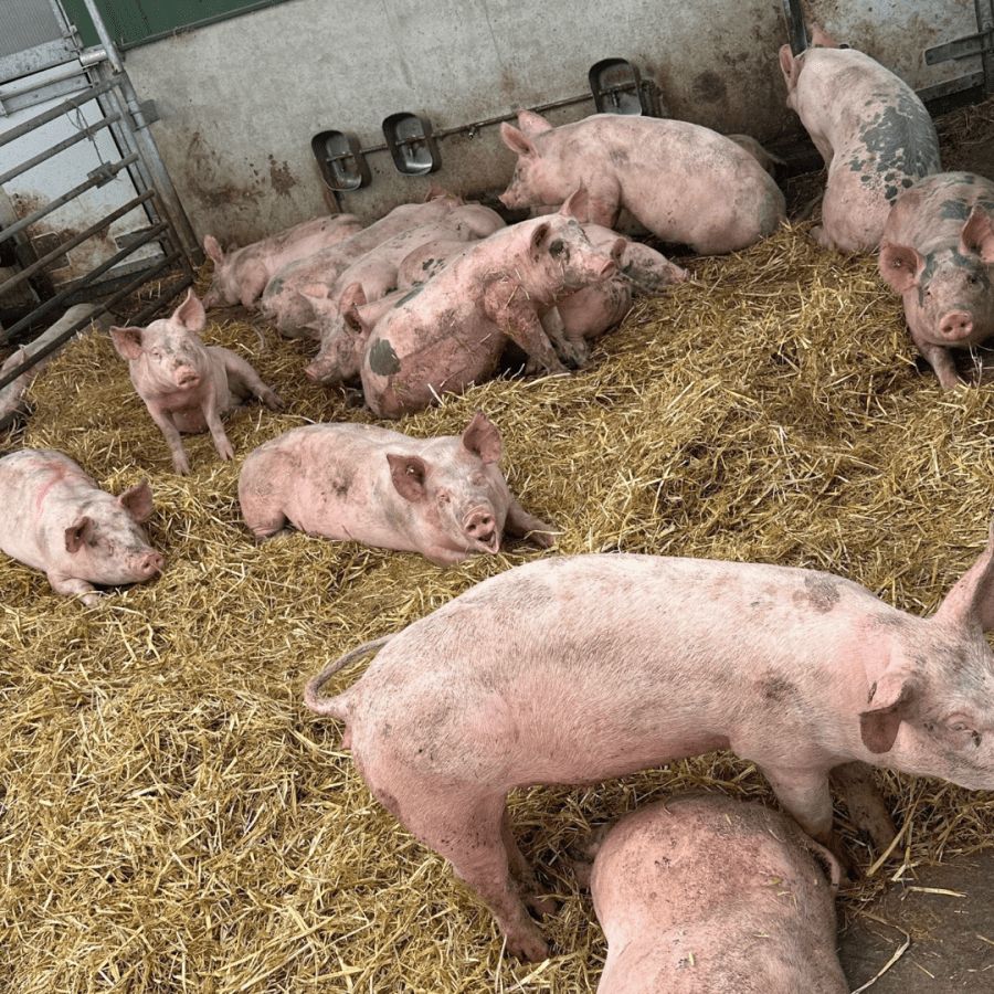 Schweinehaltung im Fokus der Forschung