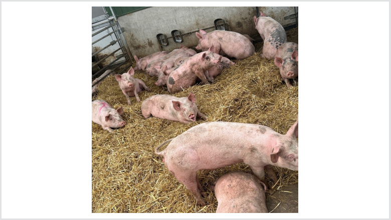 Schweinehaltung im Fokus der Forschung