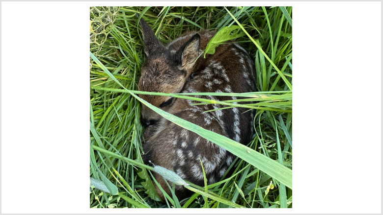Kitz versteckt im Gras