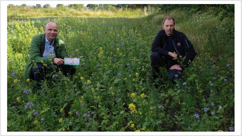 Blühwiese und landwirtschaftlicher Betrieb in der Nähe von Kropp