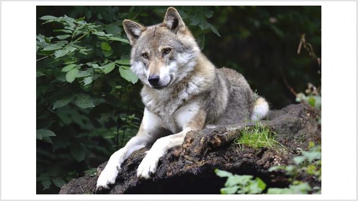 Wolf